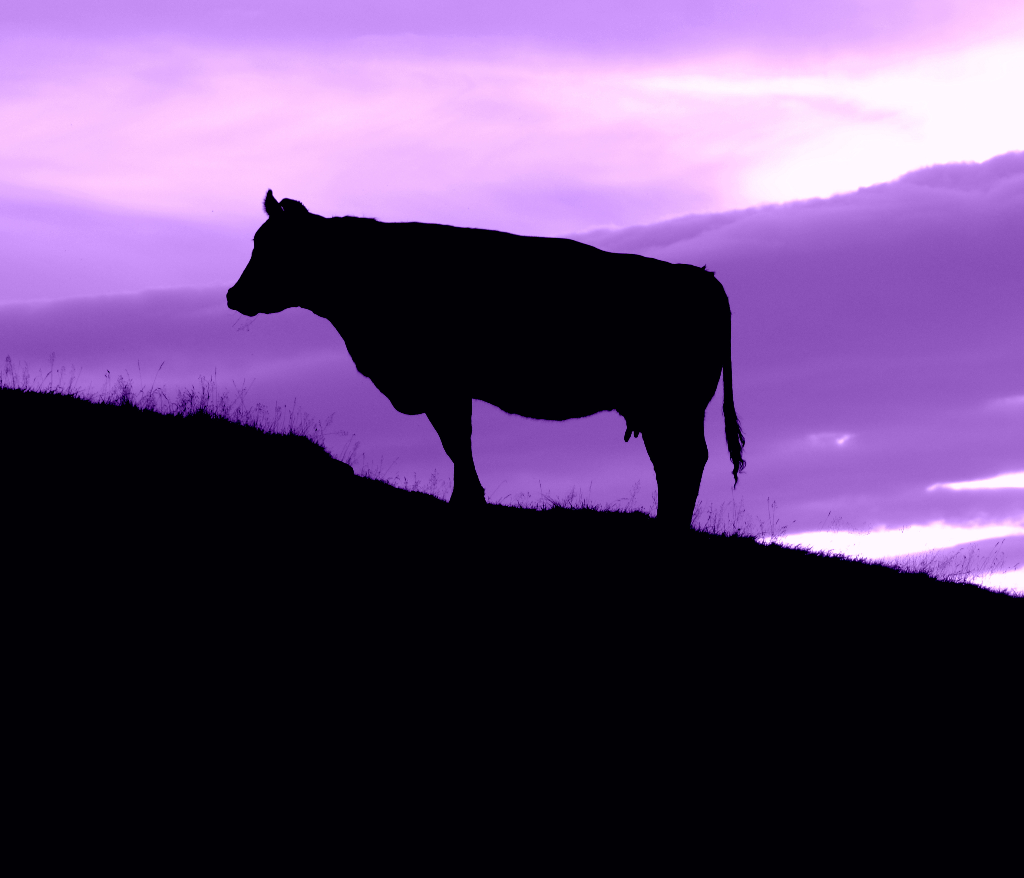 La vaca púrpura: Lo que nos enseña el autor sobre el marketing
